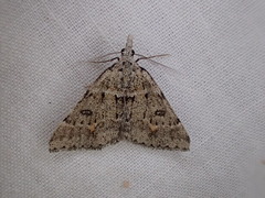 Dichromodes mesogonia