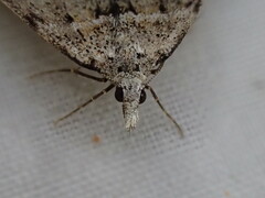 Dichromodes mesogonia