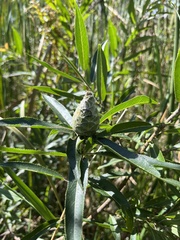 Salix eriocephala