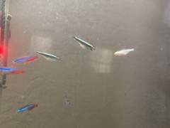 Paracheirodon innesi