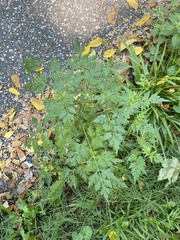 Bidens bipinnata