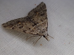 Dichromodes mesogonia