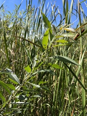 Salix eriocephala