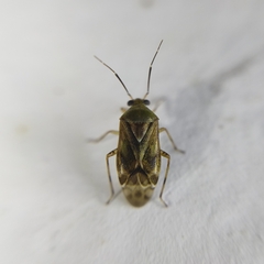 Miridae