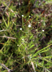 Solidago ptarmicoides
