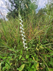 Spiranthes lacera