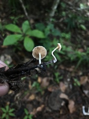 Lactocollybia