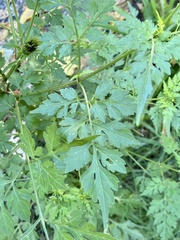 Bidens bipinnata