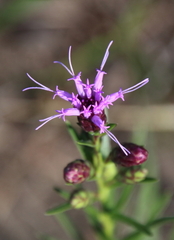 Liatris cylindracea