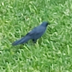 Melanotis caerulescens