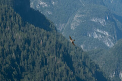 Ptyonoprogne rupestris