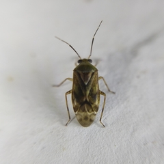 Miridae