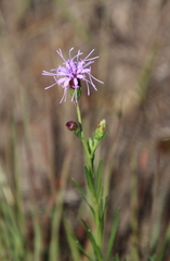 Liatris cylindracea