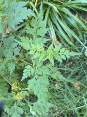 Bidens bipinnata