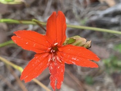 Silene subciliata