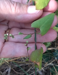Fallopia convolvulus
