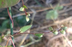 Fallopia convolvulus