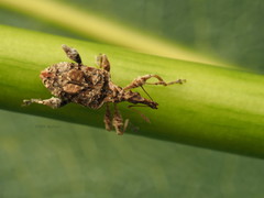 Stephanorhynchus curvipes