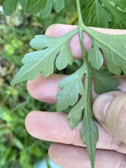 Bidens bipinnata