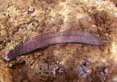 Gymnothorax meleagris