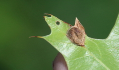 Amphibolips quercusostensackenii