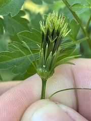 Bidens bipinnata