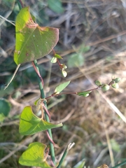 Fallopia convolvulus