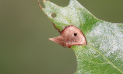 Amphibolips quercusostensackenii