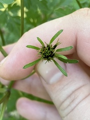 Bidens bipinnata