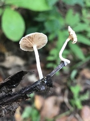 Lactocollybia