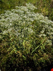 Eupatorium