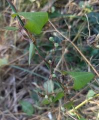 Fallopia convolvulus
