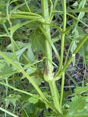 Bidens bipinnata