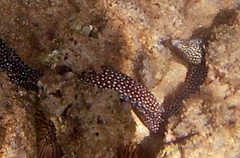 Gymnothorax meleagris