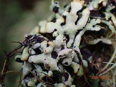 Hypogymnia tubulosa