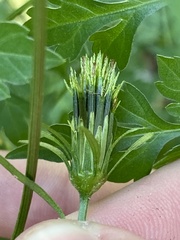 Bidens bipinnata