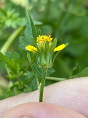 Bidens bipinnata