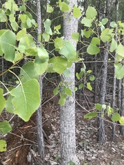 Populus