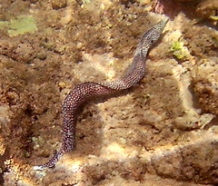 Gymnothorax meleagris
