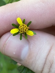 Bidens bipinnata