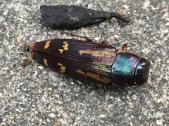 Buprestis rufipes