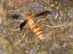 Polistes bellicosus