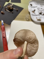 Pluteus petasatus