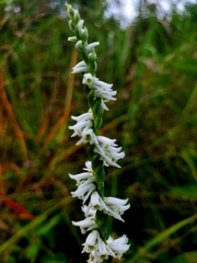 Spiranthes lacera