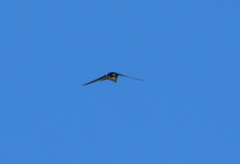 Tachycineta bicolor