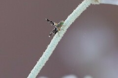 Spathulina acroleuca