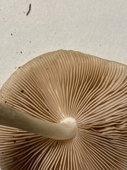Pluteus petasatus