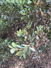 Leptospermum laevigatum