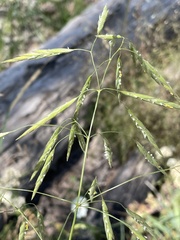 Bromus inermis