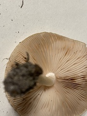 Pluteus petasatus